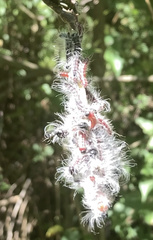 Apatelodes torrefacta