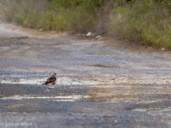 Buteo plagiatus