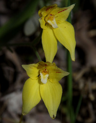 Caladenia flava flava