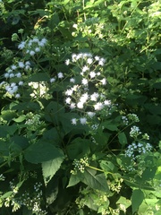 Ageratina