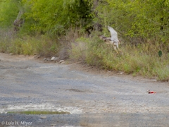 Buteo plagiatus