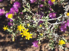 Osteospermum sinuatum