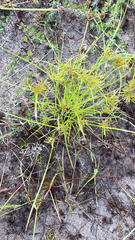 Cyperus polystachyos