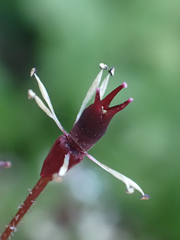 Micranthes odontoloma