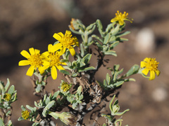 Osteospermum sinuatum