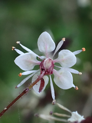 Micranthes odontoloma