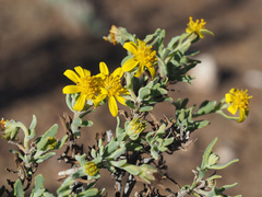 Osteospermum sinuatum