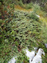 Juniperus communis saxatilis