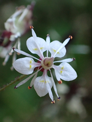 Micranthes odontoloma