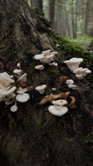 Pleurocybella porrigens