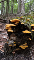 Phyllotopsis nidulans