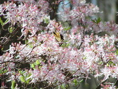 Rhododendron flammeum
