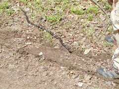 Pantherophis alleghaniensis