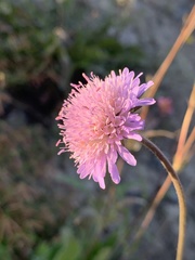 Knautia arvensis