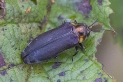 Eupristocerus cogitans