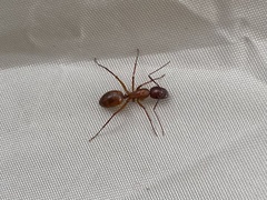 Camponotus castaneus