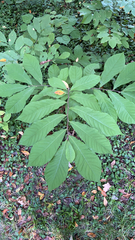 Asimina triloba