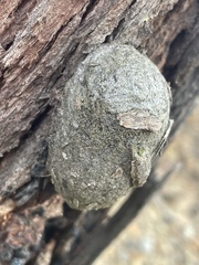Opodiphthera eucalypti