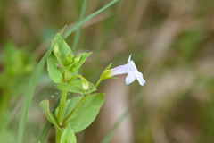 Torenia anagallis