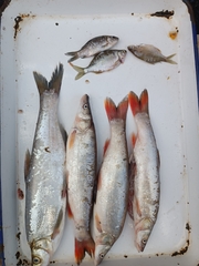 Acheilognathus macropterus