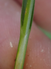 Calliscirpus criniger