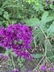 Vernonia