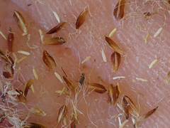 Calliscirpus criniger