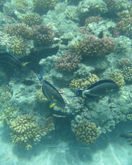 Acanthurus sohal