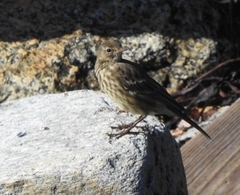 Anthus petrosus