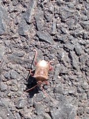 Picromerus bidens