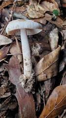 Amidella