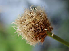 Calliscirpus criniger