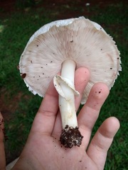 Agaricus