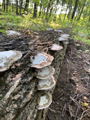 Rigidoporus populinus