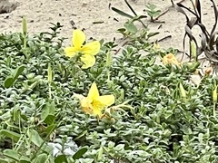 Oenothera drummondii