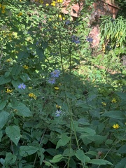 Symphyotrichum shortii