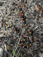 Micrurus fulvius