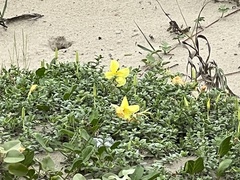 Oenothera drummondii