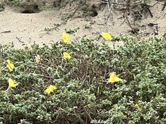 Oenothera drummondii