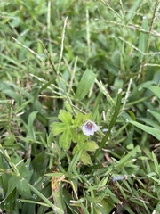 Geranium thunbergii