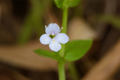 Torenia anagallis