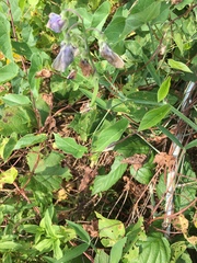 Lathyrus latifolius