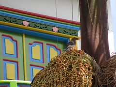 Turdus ignobilis