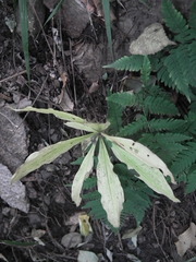 Lilium tsingtauense