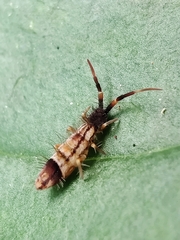 Orchesella flavescens