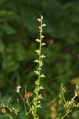 Platanthera sparsiflora