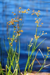 Juncus canadensis