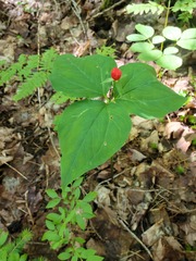 Trillium undulatum