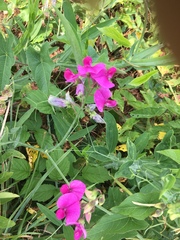 Lathyrus latifolius