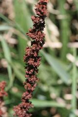 Rumex crispus